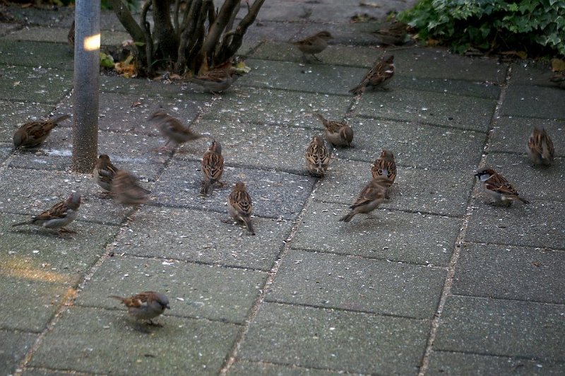 Huismus 09
